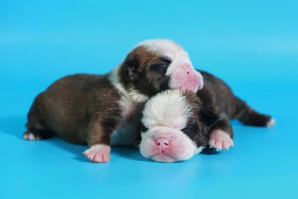 Tage Reinrassige Englische Bulldogge Welpen Grüßen Die Welt Auf Hellblauem — Stockfoto