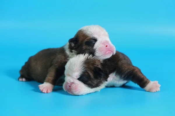 Nap Fajtiszta Angol Bulldog Kiskutya Köszönni Világ Fény Kék Képernyő — Stock Fotó