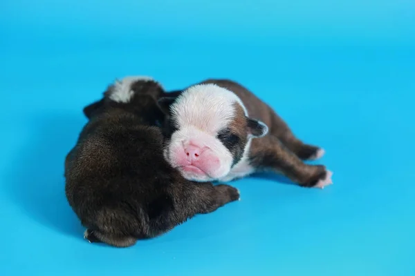 Nap Fajtiszta Angol Bulldog Kiskutya Köszönni Világ Fény Kék Képernyő — Stock Fotó