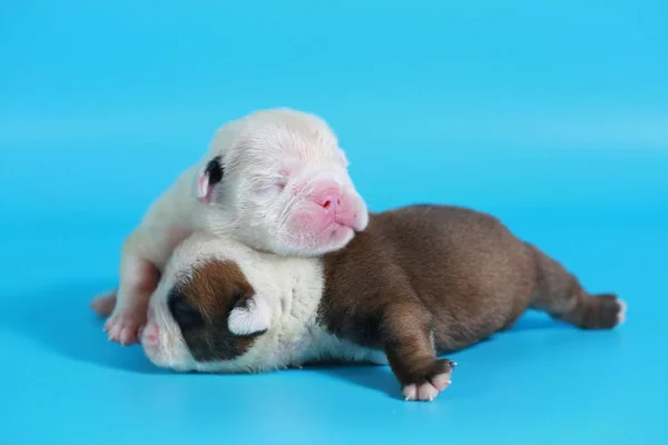 Tage Reinrassige Englische Bulldogge Welpen Grüßen Die Welt Auf Hellblauem — Stockfoto