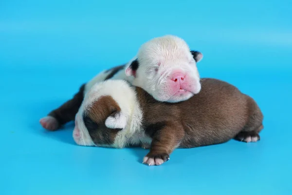 Tage Reinrassige Englische Bulldogge Welpen Grüßen Die Welt Auf Hellblauem — Stockfoto