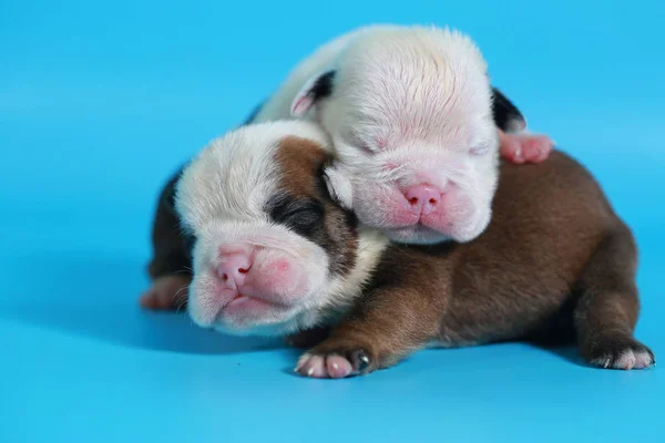 Tage Reinrassige Englische Bulldogge Welpen Grüßen Die Welt Auf Hellblauem — Stockfoto