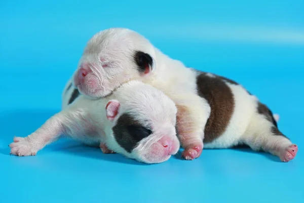 Gün Safkan Ngiliz Bulldog Köpek Yavrusu Merhaba Dünya Işık Mavi — Stok fotoğraf