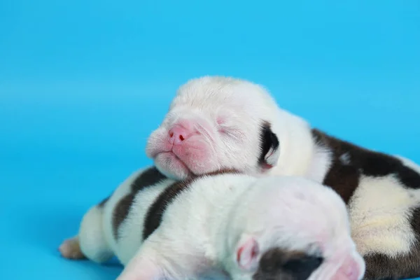 Tage Reinrassige Englische Bulldogge Welpen Grüßen Die Welt Auf Hellblauem — Stockfoto