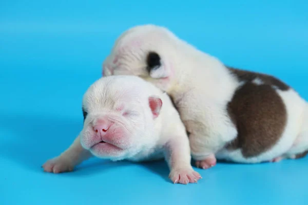Days Purebred English Bulldog Puppy Say Hello World Light Blue — Stock Photo, Image