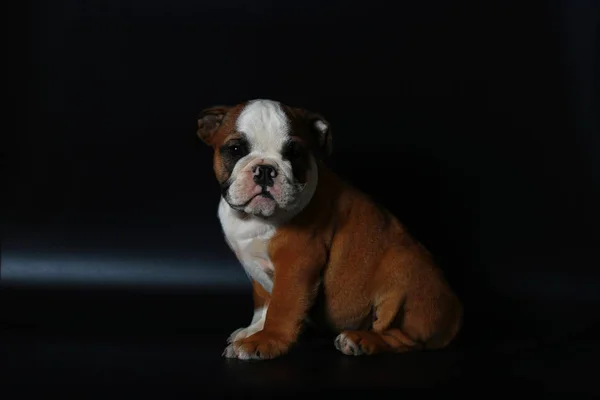 Purered Anglais Bulldog Chiot Action Sur Écran Rouge — Photo