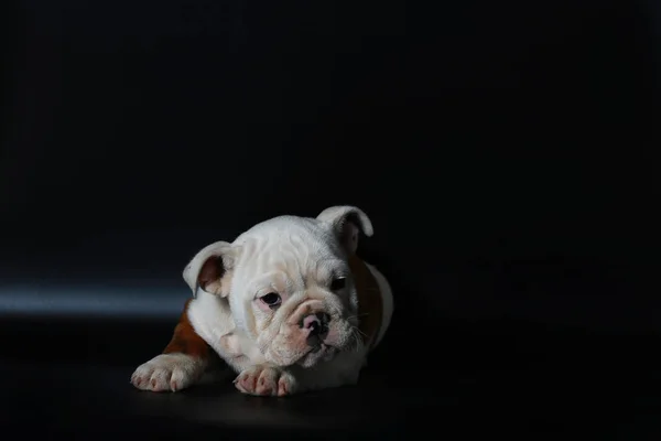 Renrasig Engelsk Bulldog Valp Åtgärd Balck Skärm — Stockfoto