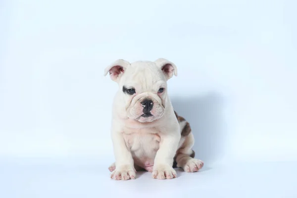 Puro Sangue Inglês Bulldog Ação Filhote Cachorro Tela Branca — Fotografia de Stock