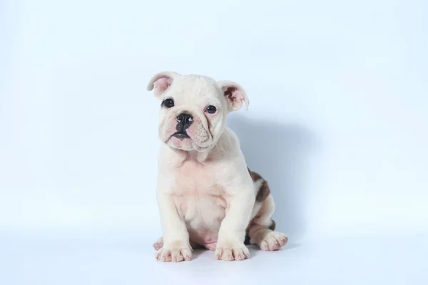 Rasechte Engelse Bulldog Pup Actie Wit Scherm — Stockfoto