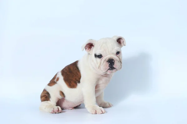 Rasechte Engelse Bulldog Pup Actie Wit Scherm — Stockfoto