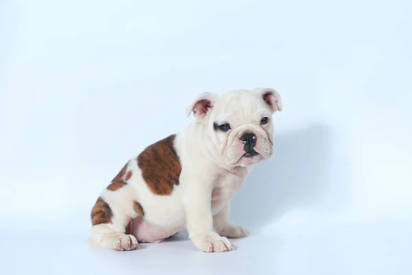 Reinrassige Englische Bulldogge Welpen Action Auf Weißem Bildschirm — Stockfoto