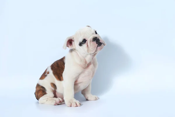 Puro Sangue Inglês Bulldog Ação Filhote Cachorro Tela Branca — Fotografia de Stock