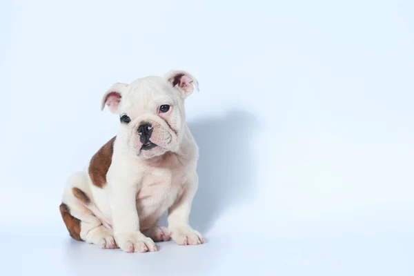 Puro Sangue Inglês Bulldog Ação Filhote Cachorro Tela Branca — Fotografia de Stock