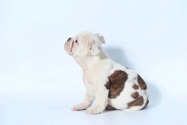 Purebred English Bulldog Puppy Action White Screen — Stock Photo, Image