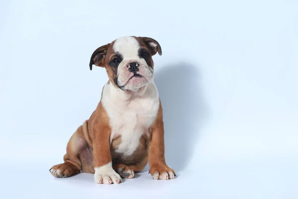 Purebred English Bulldog Puppy Action White Screen — Stock Photo, Image