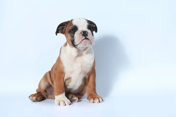 Pura Raza Inglés Bulldog Cachorro Acción Pantalla Blanca —  Fotos de Stock