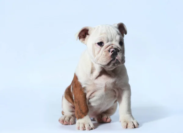 Rasechte Engelse Bulldog Pup Actie Wit Scherm — Stockfoto