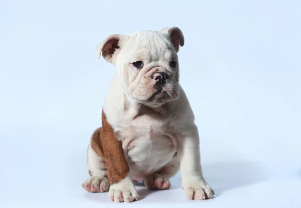 Renrasig Engelsk Bulldog Valp Åtgärd Vit Skärm — Stockfoto