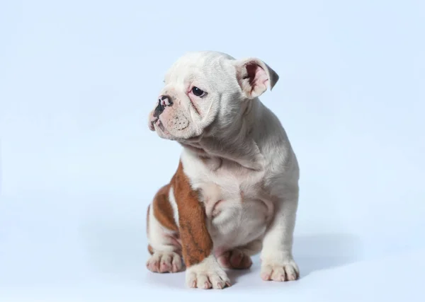 Rasechte Engelse Bulldog Pup Actie Wit Scherm — Stockfoto