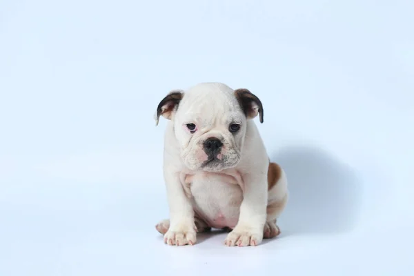 Puro Sangue Inglês Bulldog Ação Filhote Cachorro Tela Branca — Fotografia de Stock