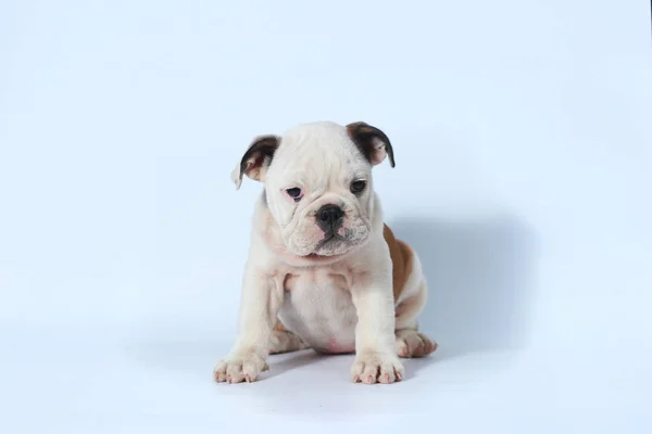 Purosangue Inglese Bulldog Azione Cucciolo Sullo Schermo Bianco — Foto Stock