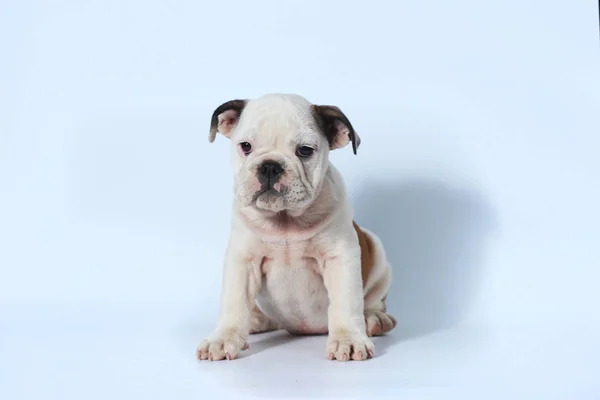 Rasechte Engelse Bulldog Pup Actie Wit Scherm — Stockfoto