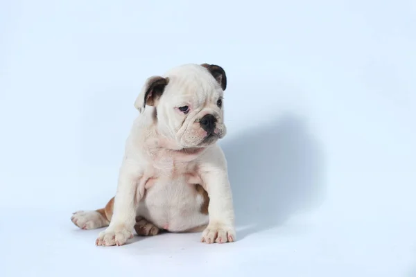 Rasechte Engelse Bulldog Pup Actie Wit Scherm — Stockfoto