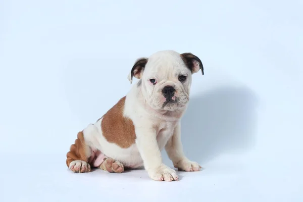 Safkan Ngiliz Bulldog Köpek Yavrusu Eylem Beyaz Ekran — Stok fotoğraf