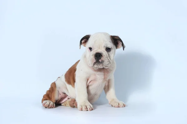 Rasechte Engelse Bulldog Pup Actie Wit Scherm — Stockfoto