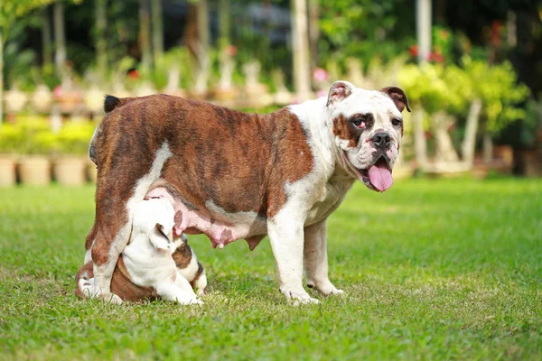 Inglês Bulldog Filhote Cachorro Desfrutar Vida Greensward — Fotografia de Stock