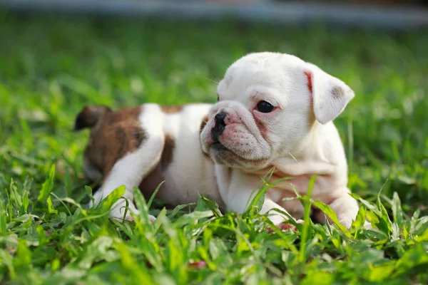 Engels Bulldog Pup Genieten Van Het Leven Greensward — Stockfoto