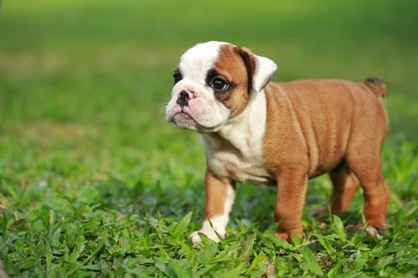 Inglês Bulldog Filhote Cachorro Desfrutar Vida Greensward — Fotografia de Stock