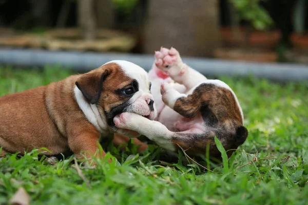 Engels Bulldog Pup Genieten Van Het Leven Greensward — Stockfoto