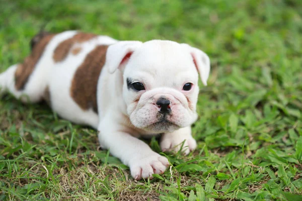 Engels Bulldog Pup Genieten Van Het Leven Greensward — Stockfoto