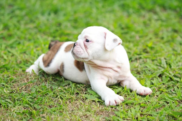 Inglês Bulldog Filhote Cachorro Desfrutar Vida Greensward — Fotografia de Stock