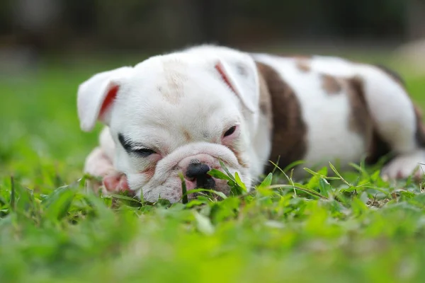 Englische Bulldoggen Genießen Das Leben Auf Der Grünen Wiese — Stockfoto