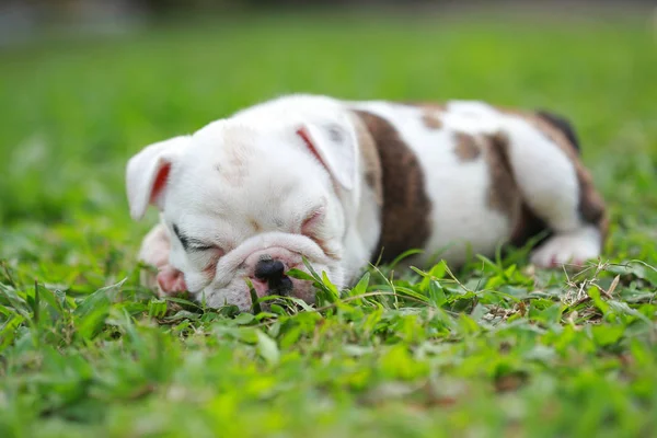 Englische Bulldoggen Genießen Das Leben Auf Der Grünen Wiese — Stockfoto