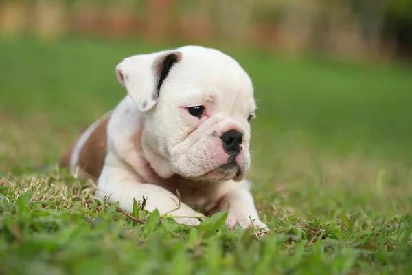 Engels Bulldog Pup Genieten Van Het Leven Greensward — Stockfoto