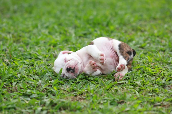 Engels Bulldog Pup Genieten Van Het Leven Greensward — Stockfoto