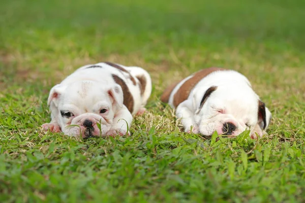 英語ブルドッグ子犬 Greensward での生活をお楽しみください — ストック写真