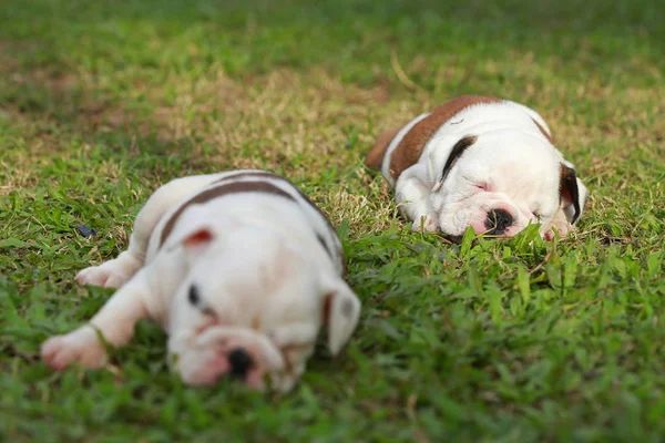 Engels Bulldog Pup Genieten Van Het Leven Greensward — Stockfoto