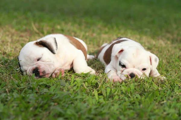 English Bulldog Puppy Enjoy Life Greensward — Stock Photo, Image