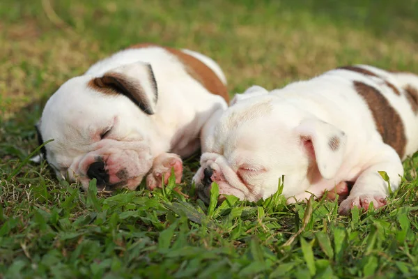 İngilizce bulldog köpek zevk greensward hayatına
