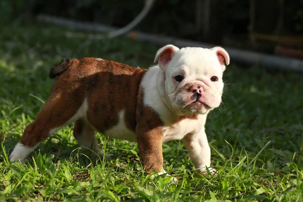 Englische Bulldoggen Genießen Das Leben Auf Der Grünen Wiese — Stockfoto