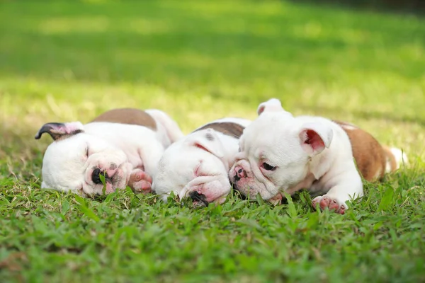 Englische Bulldoggen Genießen Das Leben Auf Der Grünen Wiese — Stockfoto