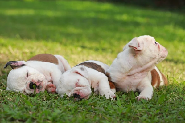English Bulldog Puppy Enjoy Life Greensward — Stock Photo, Image
