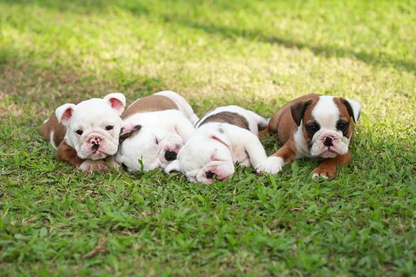 Engels Bulldog Pup Genieten Van Het Leven Greensward — Stockfoto