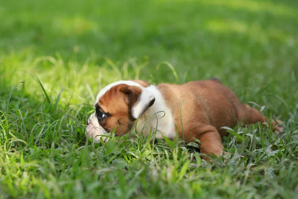 Engels Bulldog Pup Genieten Van Het Leven Greensward — Stockfoto