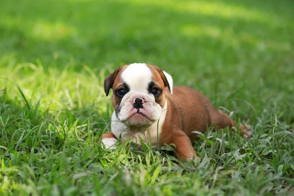 英語ブルドッグ子犬 Greensward での生活をお楽しみください — ストック写真