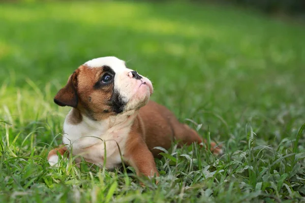 Engels Bulldog Pup Genieten Van Het Leven Greensward — Stockfoto